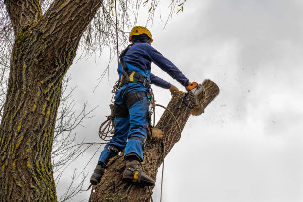 Reliable Kootenai, ID  Tree Services Solutions